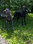 Mama s Liebling Vom Hause Wagner