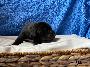Best Black Von Schlesien