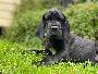Best Black Von Schlesien
