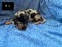 Bruin Von Schlesien