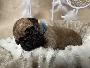 Brazilianas Bubbles vom Hause der Herzbuben