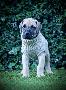 Brooklynas Baby Boy vom Hause der Herzbuben