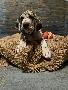 Baroness von der Kroepelwarthe
