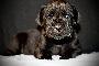 Germany`s Next Topmodel by Heidi vom Hause der Herzbuben