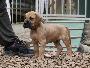 It`s Theon Graufreud Anima Avani