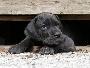 It`s Brianna Randal Fraser Anima Avani