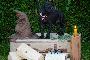 Hogwarts Magical Nala vom Hause der Herzbuben
