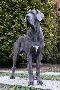 Ch Bonaparte von Belcamdog