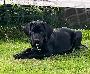 Dwayne Black Pearl Neo vom ROSENHGER BRINK