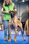Quanto Doggen-Sport