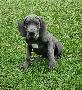 Juxta Vom Hause Wagner